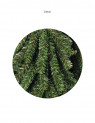 Choinka / Tree Świerk Alpejski/ Alpine Spruce150cm