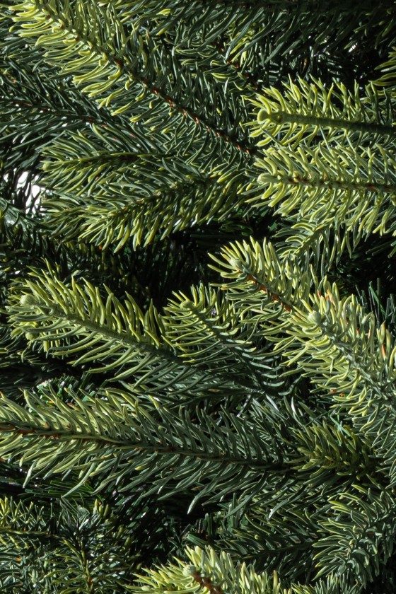 Aspen mix PE 270cm