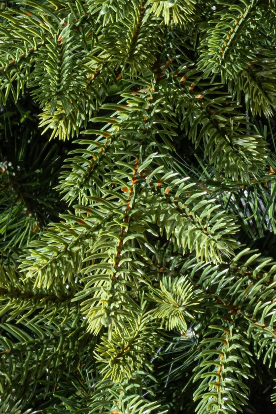 California Spruce mix PE 270cm